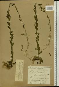 Arabis planisiliqua subsp. nemorensis (Wolf ex Hoffm.) Soják, Eastern Europe, Volga-Kama region (E7) (Russia)