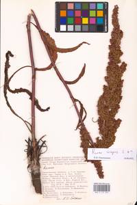 Rumex crispus L., Eastern Europe, Lower Volga region (E9) (Russia)