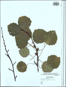 Populus tremula L., Eastern Europe, Central region (E4) (Russia)