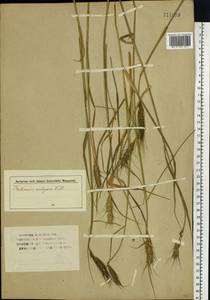 Triticum aestivum L., Siberia, Western Siberia (S1) (Russia)