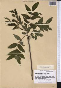 Rhus copallina L., America (AMER) (United States)