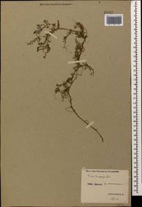 Vicia villosa subsp. varia (Host)Corb., Caucasus, Stavropol Krai, Karachay-Cherkessia & Kabardino-Balkaria (K1b) (Russia)