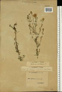 Centaurea calcitrapa L., Eastern Europe, Middle Volga region (E8) (Russia)