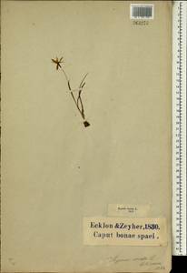 Spiloxene serrata (Thunb.) Garside, Africa (AFR) (South Africa)