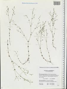 Arenaria serpyllifolia, Eastern Europe, Rostov Oblast (E12a) (Russia)