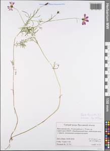 Cosmos bipinnatus Cav., Eastern Europe, Central forest region (E5) (Russia)