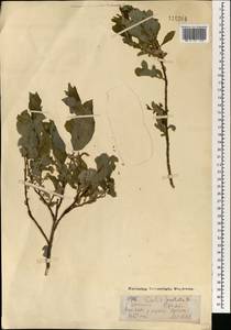 Salix hastata L., Mongolia (MONG) (Mongolia)