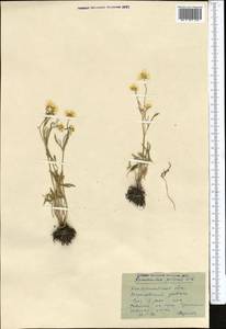 Ranunculus pedatus Waldst. & Kit., Middle Asia, Northern & Central Kazakhstan (M10) (Kazakhstan)