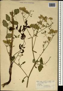 Pastinaca sativa L., South Asia, South Asia (Asia outside ex-Soviet states and Mongolia) (ASIA) (Turkey)