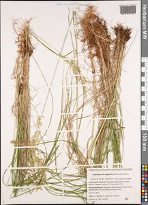 Calamagrostis lapponica (Wahlenb.) Hartm., Siberia, Russian Far East (S6) (Russia)