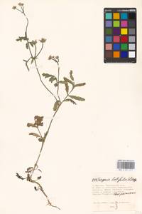 Turgenia latifolia (L.) Hoffm., Eastern Europe, Moscow region (E4a) (Russia)