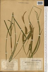Carex vesicaria L., Eastern Europe, Latvia (E2b) (Latvia)