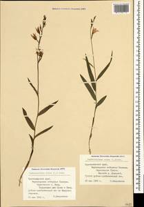 Cephalanthera rubra (L.) Rich., Caucasus, Black Sea Shore (from Novorossiysk to Adler) (K3) (Russia)