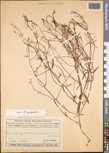 Magnoliopsida, Middle Asia, Muyunkumy, Balkhash & Betpak-Dala (M9) (Kazakhstan)