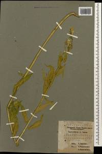 Erysimum aureum M.Bieb., Caucasus, Krasnodar Krai & Adygea (K1a) (Russia)