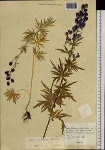 Aconitum ambiguum Rchb., Siberia, Western Siberia (S1) (Russia)