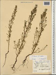 Spirobassia hirsuta (L.) Freitag & G. Kadereit, Caucasus, Krasnodar Krai & Adygea (K1a) (Russia)