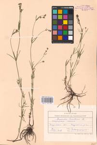 Galium tinctorium L., Eastern Europe, Central forest-and-steppe region (E6) (Russia)
