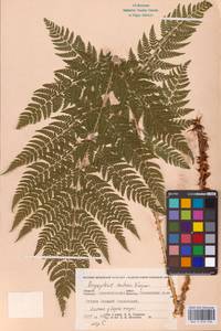 Dryopteris expansa (C.Presl) Fraser-Jenk. & Jermy, Eastern Europe, Northern region (E1) (Russia)