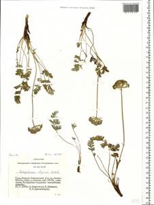 Pachypleurum mutellinoides (Crantz) Holub, Siberia, Altai & Sayany Mountains (S2) (Russia)