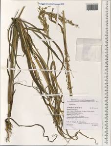 Panicum, South Asia, South Asia (Asia outside ex-Soviet states and Mongolia) (ASIA) (Israel)