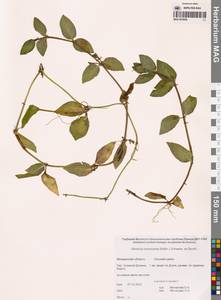 Veronica americana (Raf.) Schwein. ex Benth., Siberia, Chukotka & Kamchatka (S7) (Russia)