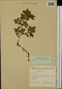Rosa majalis Herrm., Eastern Europe, North-Western region (E2) (Russia)
