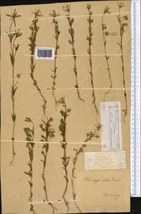 Lomatogonium rotatum (L.) Fr. ex Fernald, Middle Asia, Dzungarian Alatau & Tarbagatai (M5) (Kazakhstan)