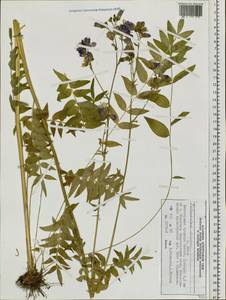 Polemonium chinense (Brand) Brand, Siberia, Central Siberia (S3) (Russia)