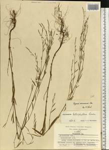 Polygonum patulum subsp. patulum, Eastern Europe, Moscow region (E4a) (Russia)