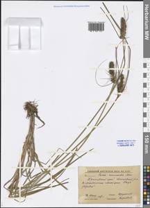 Carex neurocarpa Maxim., Siberia, Russian Far East (S6) (Russia)