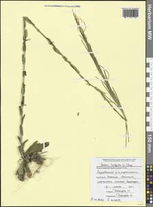 Arabis sagittata (Bertol.) DC., Caucasus, Black Sea Shore (from Novorossiysk to Adler) (K3) (Russia)