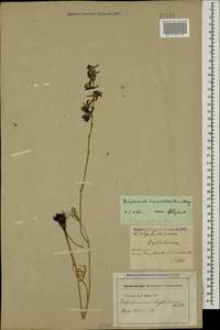 Delphinium cyphoplectrum, Caucasus, Georgia (K4) (Georgia)