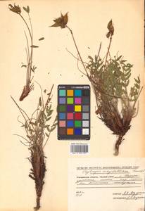 Oxytropis maydelliana Trautv., Siberia, Chukotka & Kamchatka (S7) (Russia)