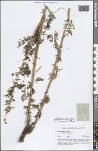 Artemisia macrantha Ledeb., Siberia, Altai & Sayany Mountains (S2) (Russia)