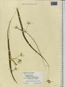 Gagea lutea (L.) Ker Gawl., Eastern Europe, Western region (E3) (Russia)