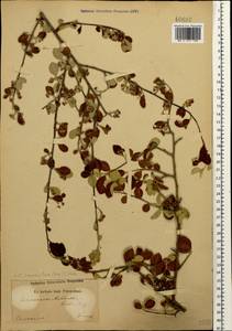 Cotoneaster suavis Pojark., Caucasus (no precise locality) (K0)