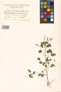 Oxalis corniculata L., Eastern Europe, Moscow region (E4a) (Russia)