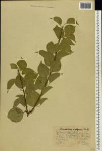 Prunus armeniaca L., Eastern Europe, Rostov Oblast (E12a) (Russia)