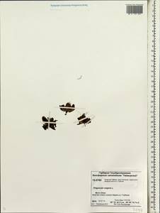 Pinguicula vulgaris L., Siberia, Central Siberia (S3) (Russia)