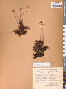 Saxifraga omolojensis A.P.Khokhr., Siberia, Chukotka & Kamchatka (S7) (Russia)