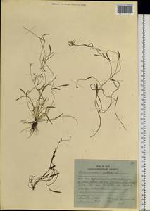 Ranunculus reptans L., Siberia, Russian Far East (S6) (Russia)