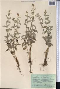 Mentha longifolia var. asiatica (Boriss.) Rech.f., Middle Asia, Pamir & Pamiro-Alai (M2) (Uzbekistan)