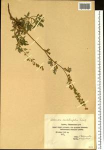 Artemisia stechmanniana Besser, Siberia, Yakutia (S5) (Russia)