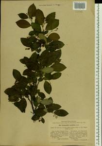 Cotoneaster acutifolius Turcz., Siberia, Baikal & Transbaikal region (S4) (Russia)