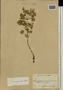 Euphorbia caesia Kar. & Kir., Eastern Europe, Eastern region (E10) (Russia)