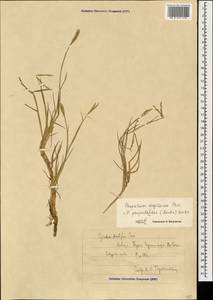 Paspalum distichum L., Caucasus, Black Sea Shore (from Novorossiysk to Adler) (K3) (Russia)