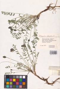 Astragalus physodes L., Eastern Europe, Lower Volga region (E9) (Russia)