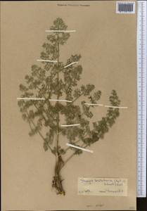 Prangos pabularia subsp. sarawschanica (Regel & Schmalh.) Lyskov & Pimenov, Middle Asia, Pamir & Pamiro-Alai (M2)