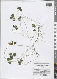 Trifolium repens L., Caucasus, Black Sea Shore (from Novorossiysk to Adler) (K3) (Russia)